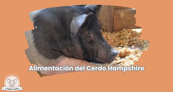 Alimentación del Cerdo Hampshire