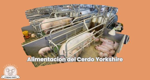 Alimentación del Cerdo Yorkshire