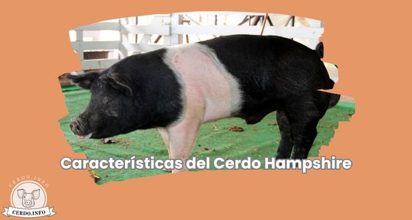 Características del Cerdo Hampshire