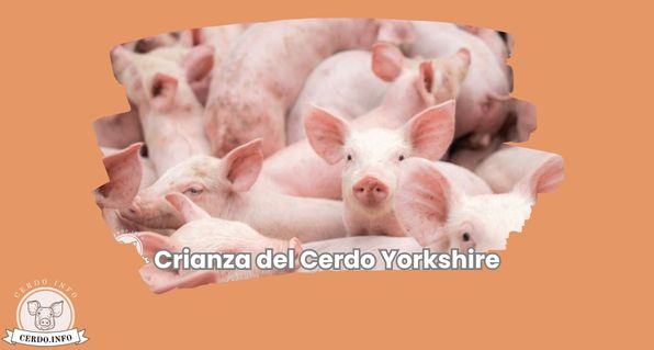 Crianza del Cerdo Yorkshire