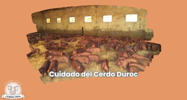 Cuidado del Cerdo Duroc