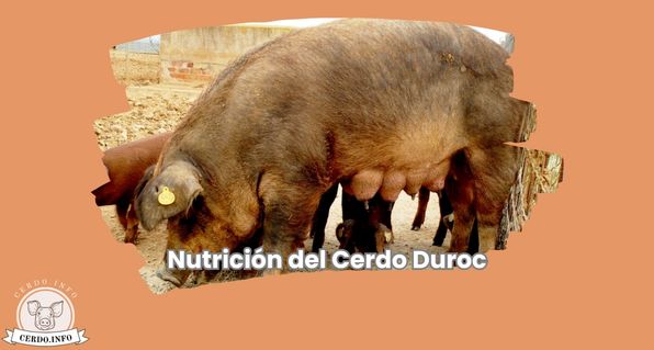 Nutrición del Cerdo Duroc