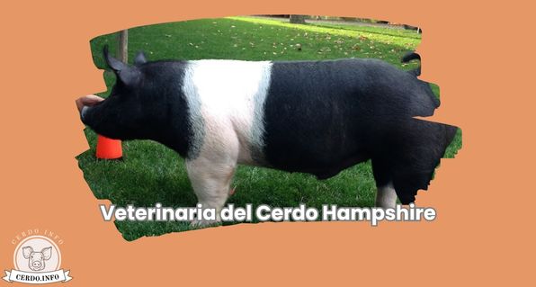 Veterinaria del Cerdo Hampshire