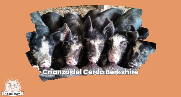 Crianza del Cerdo Berkshire