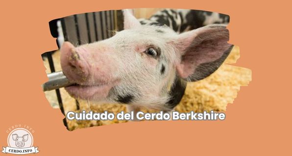 Cuidado del Cerdo Berkshire