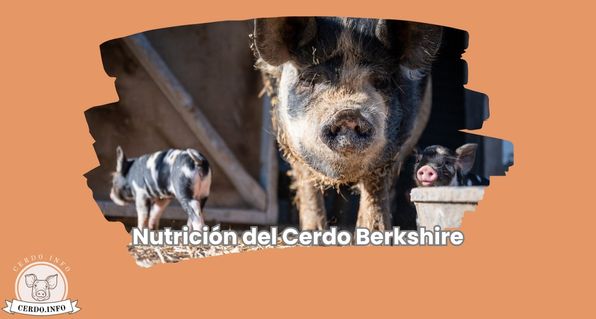 Nutrición del Cerdo Berkshire