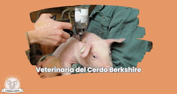 Veterinaria del cerdo Berkshire