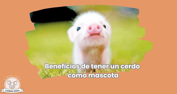 Beneficios de tener un cerdo como mascota