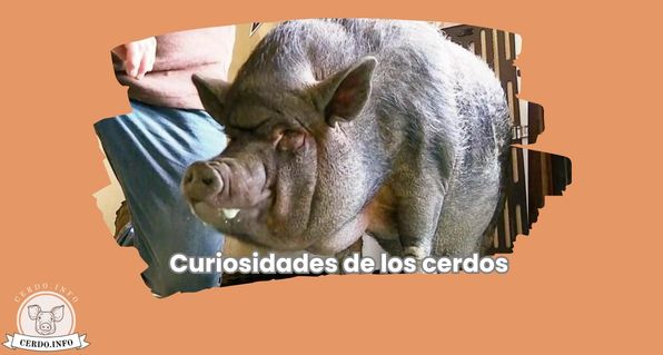 Curiosidades de los cerdos