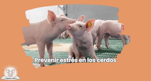 Prevenir estrés en los cerdos